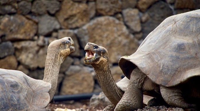 Galapagos Island Turtles